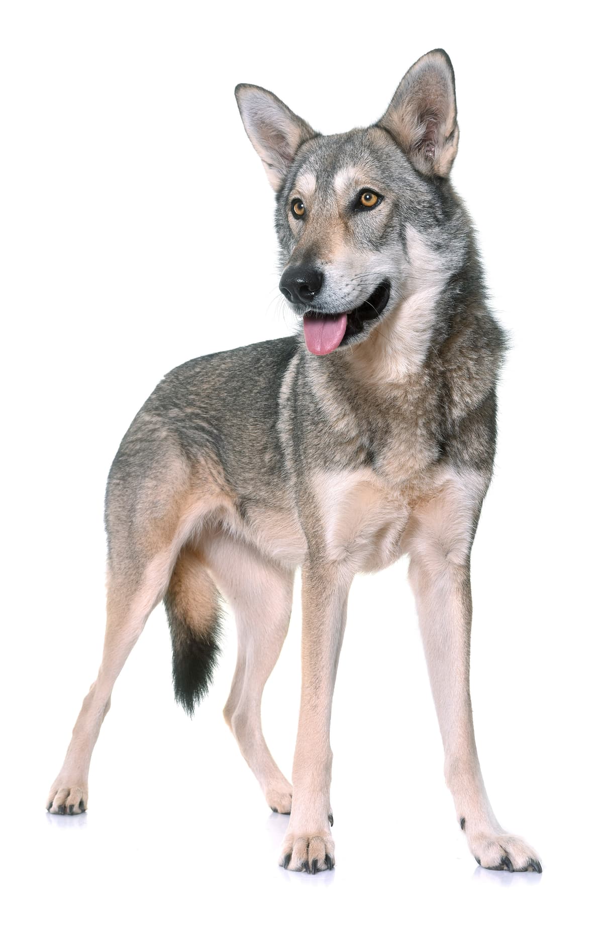 Saarlooswolfhond