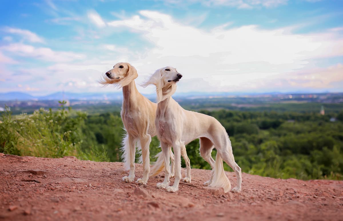 Saluki playing