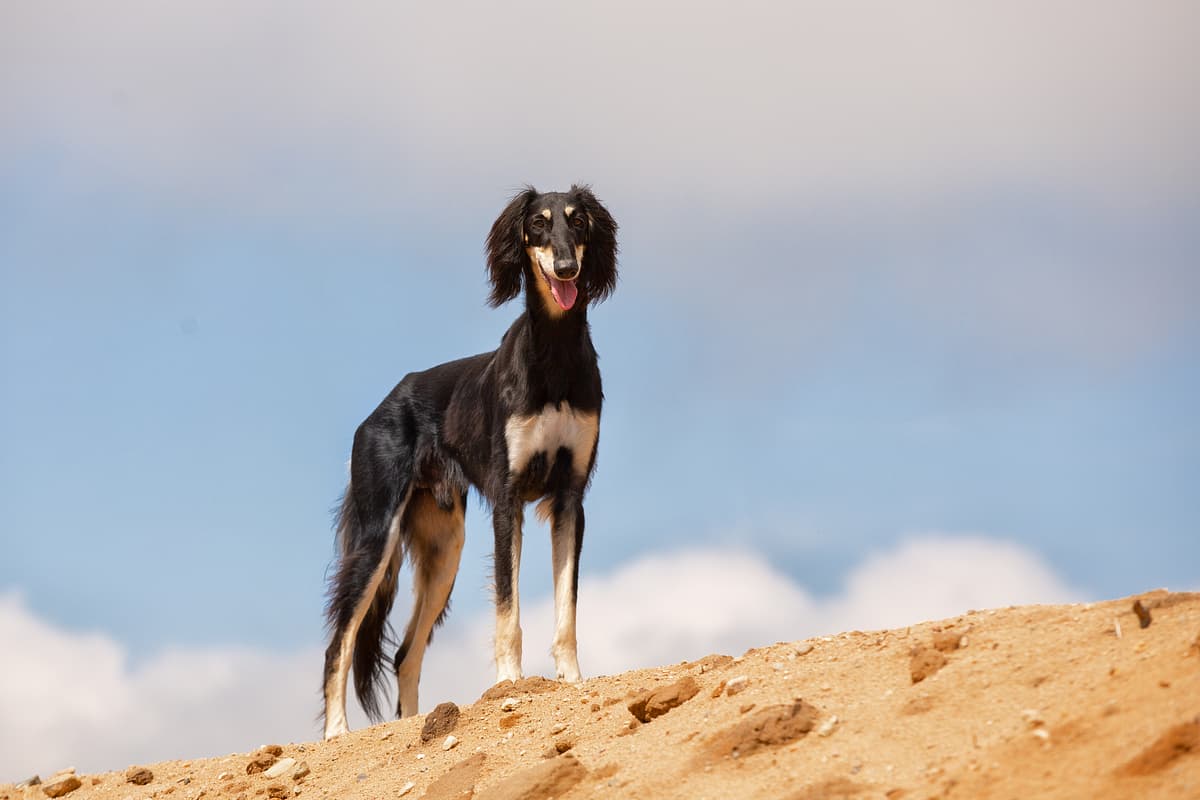 Saluki with family