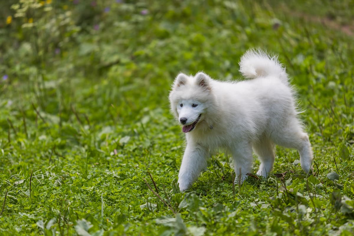 Samoyed dog breed
