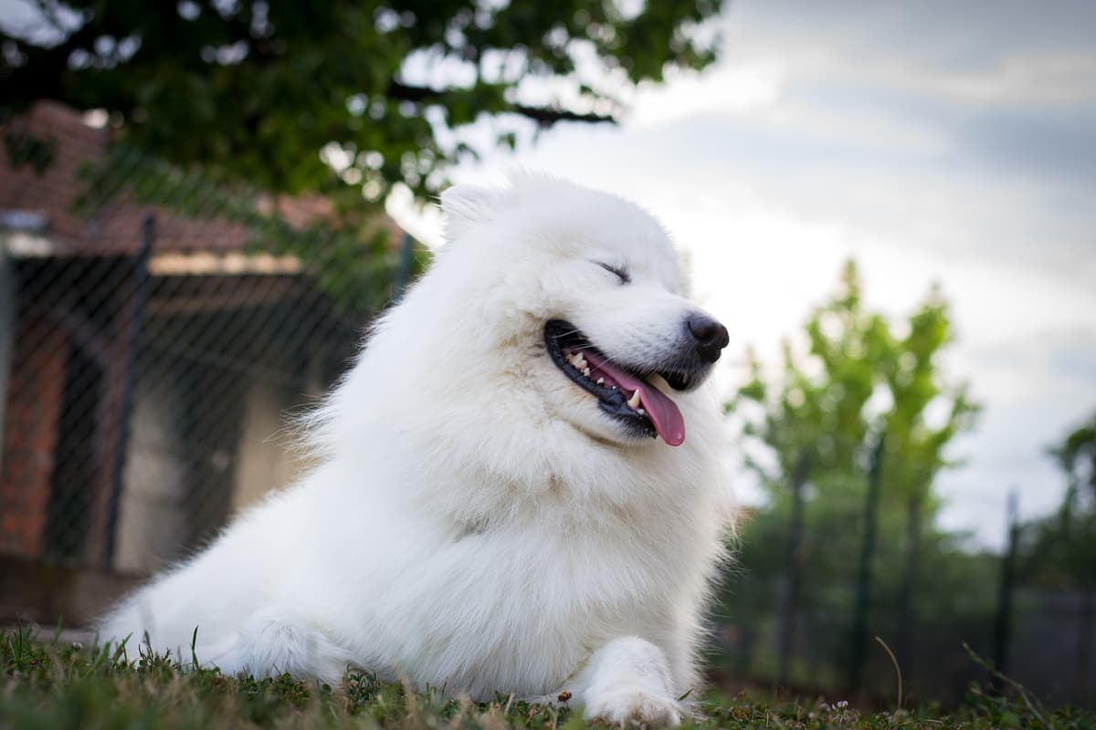 Samoyed playing