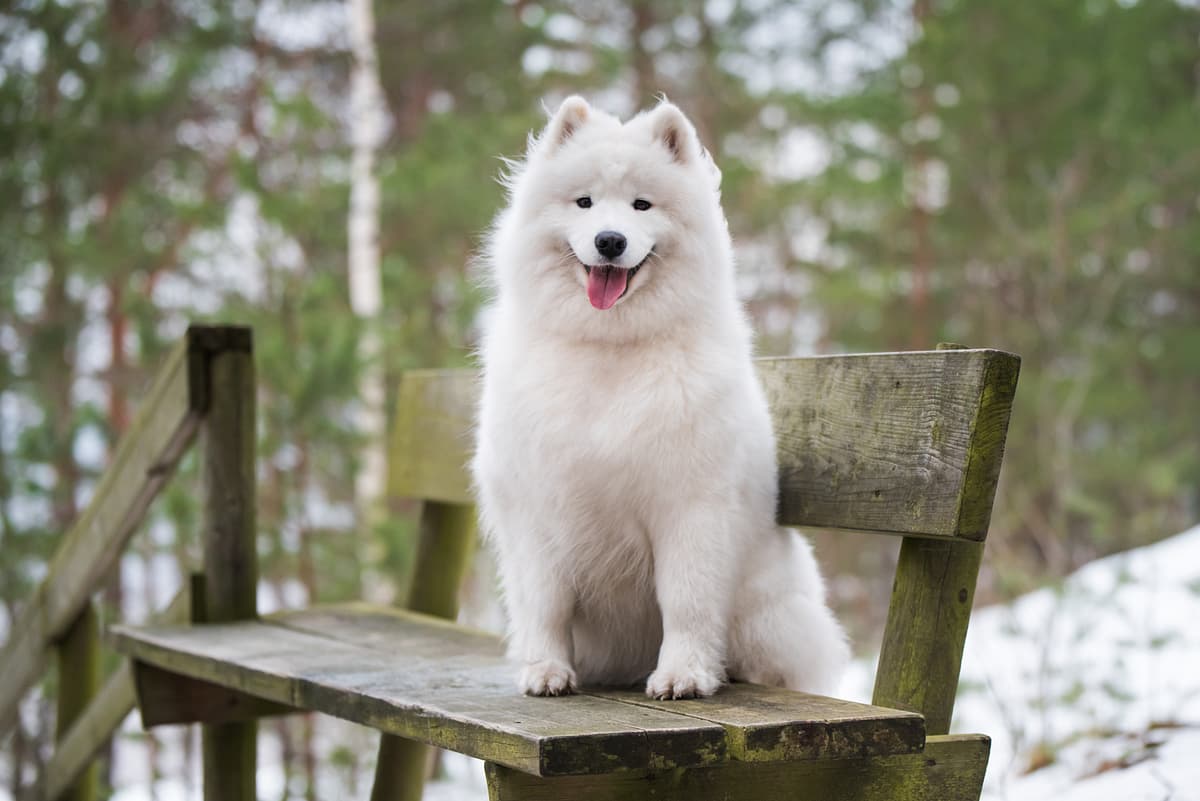 Samoyed
