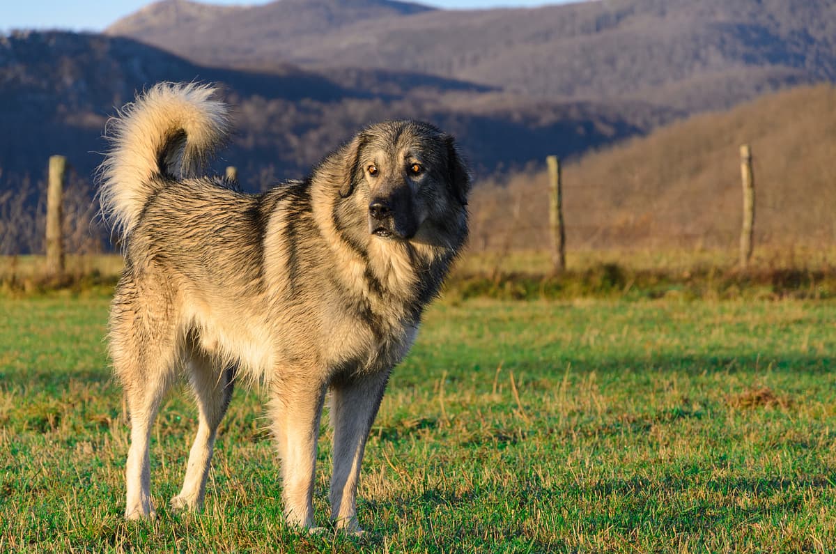 Sarplaninac