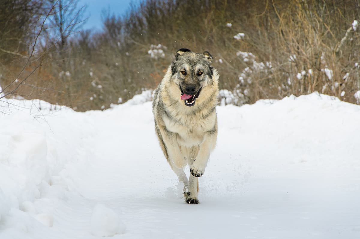 Sarplaninac with family