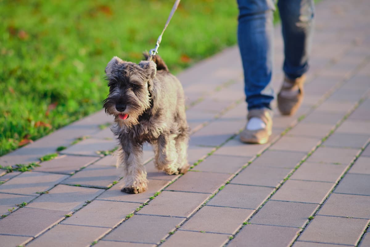 Schnauzer