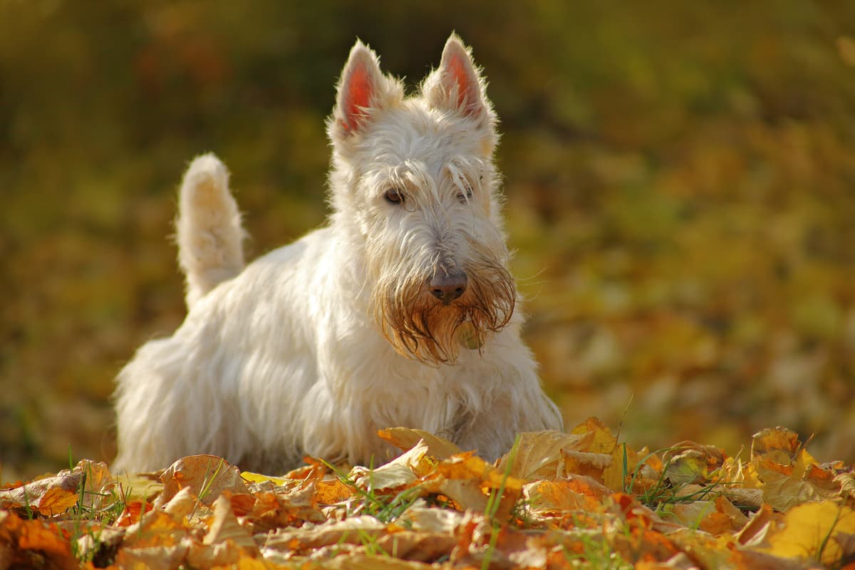 Scottish Terrier playing