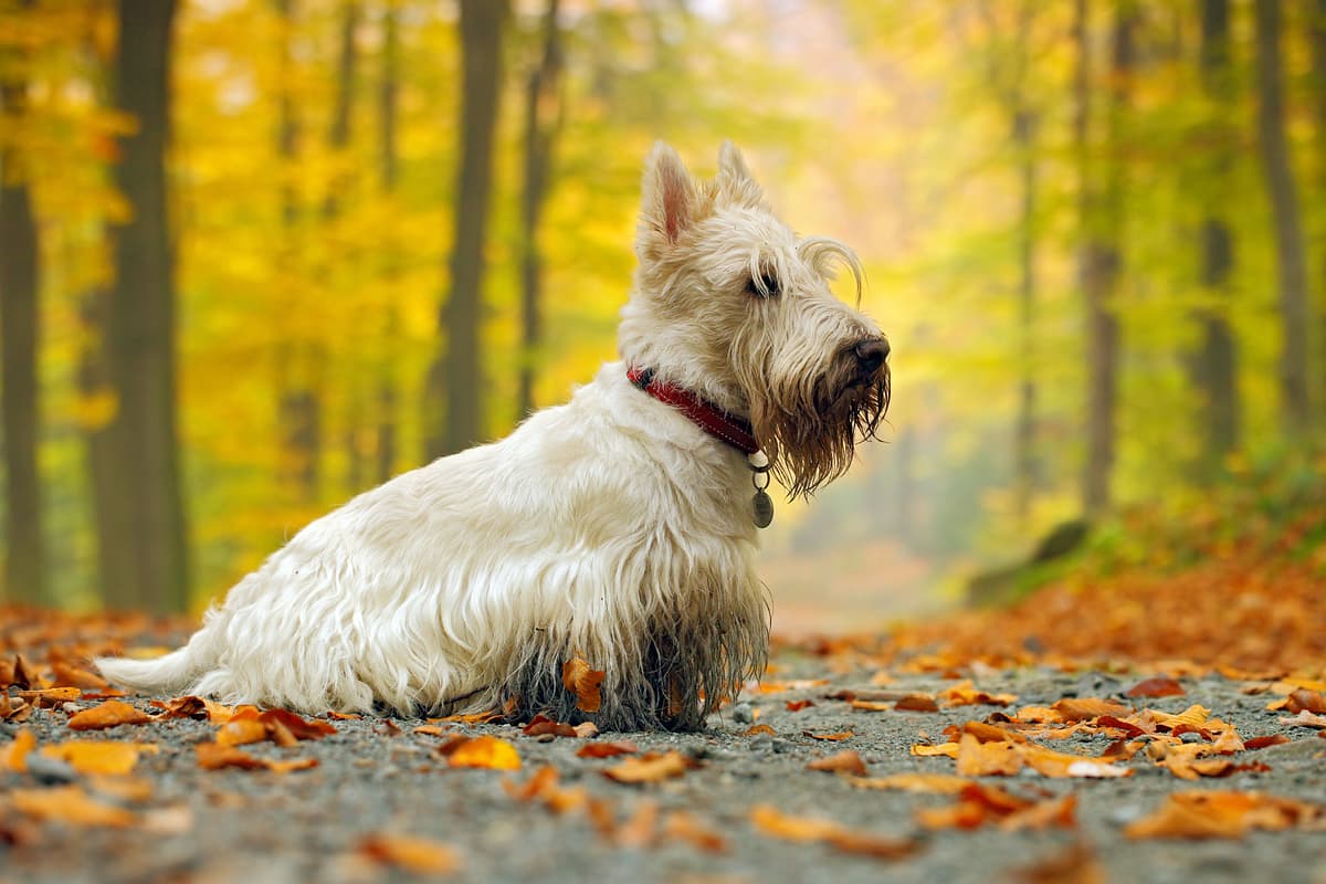 Scottish Terrier with family