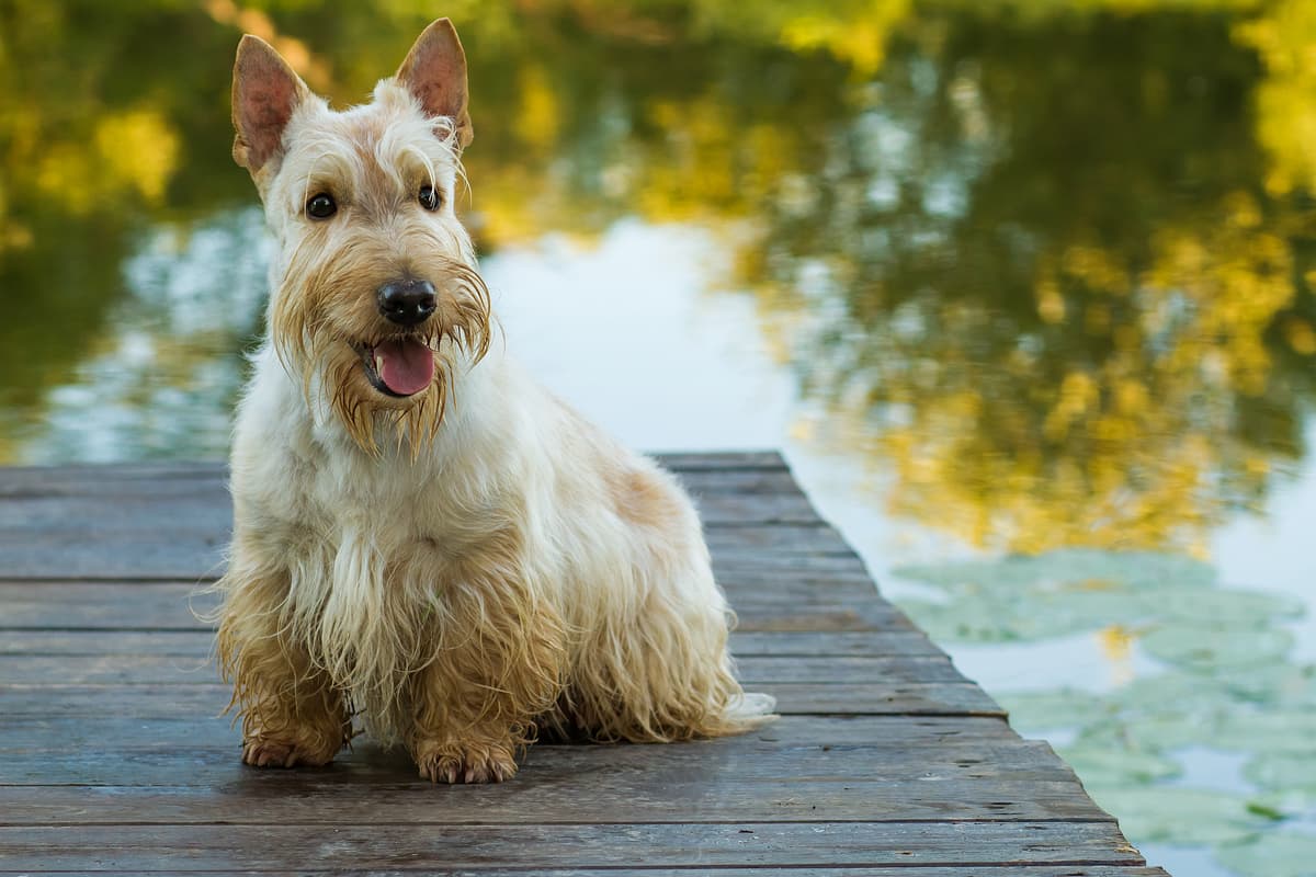 Scottish Terrier