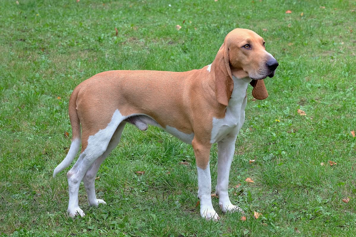 Schweizer Laufhund