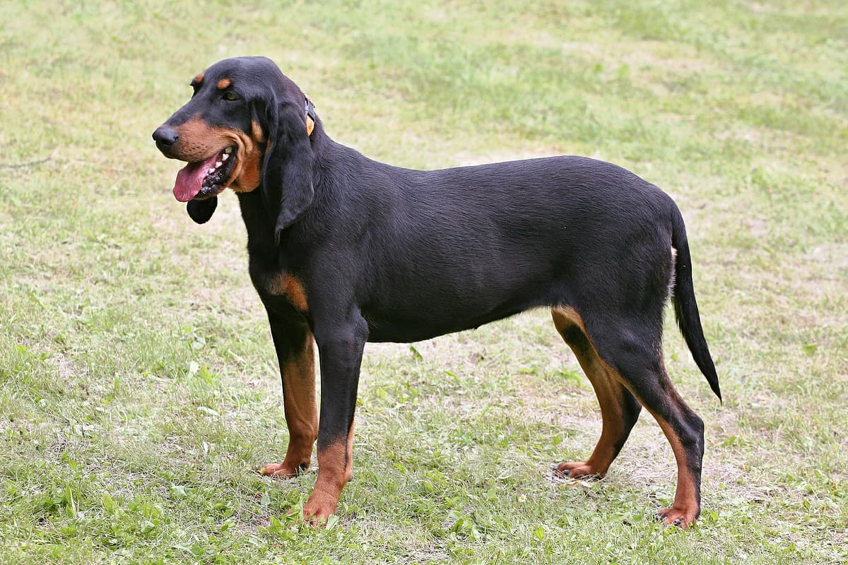 Schweizer Laufhund playing
