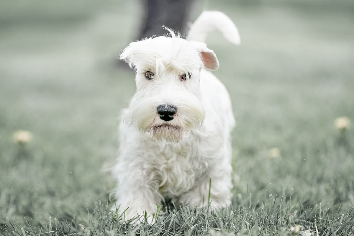 Sealyham Terrier
