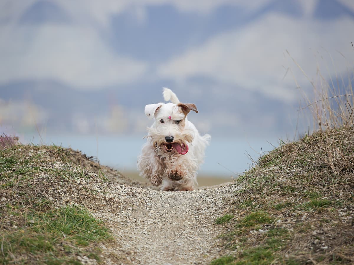 Sealyham Terrier