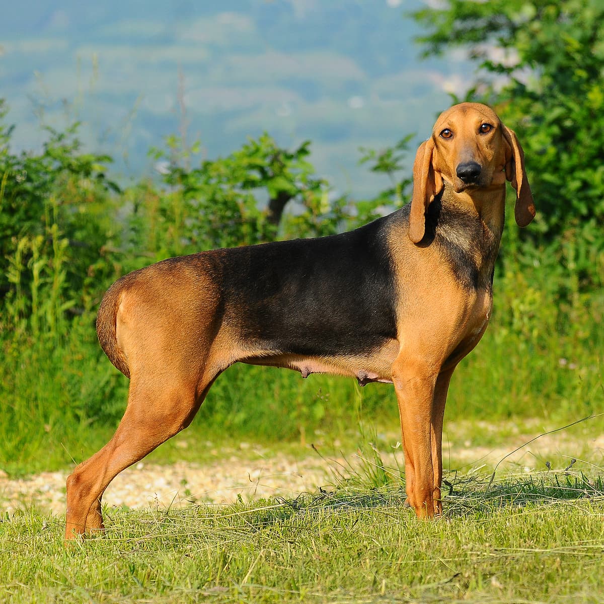 Segugio italiano playing