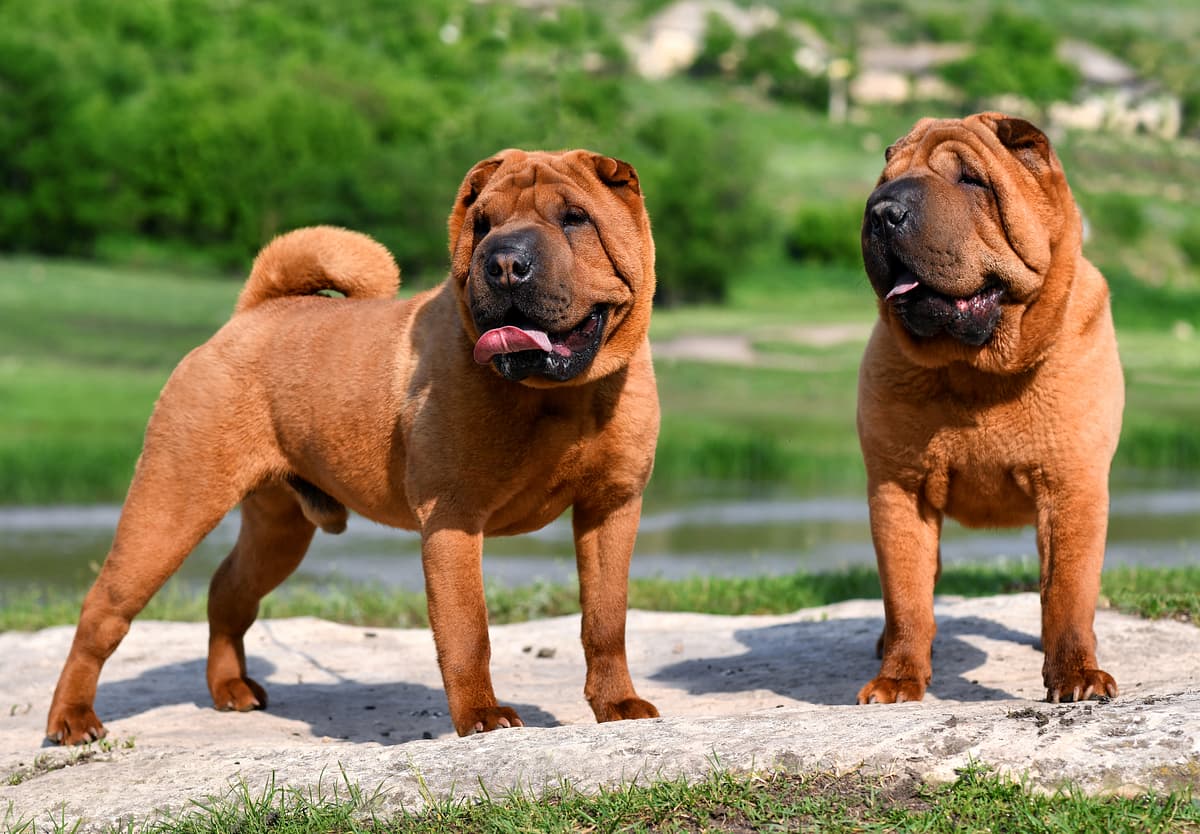 Shar-Pei with family