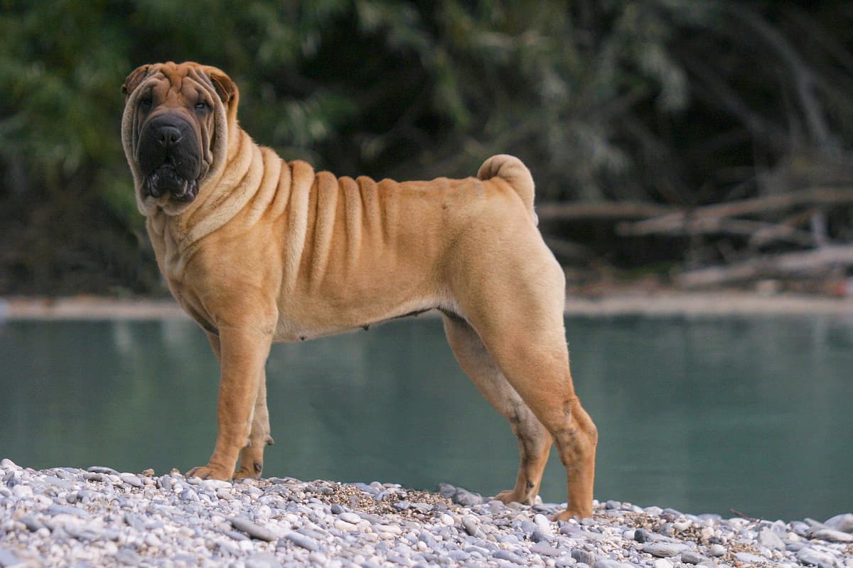 Shar-Pei