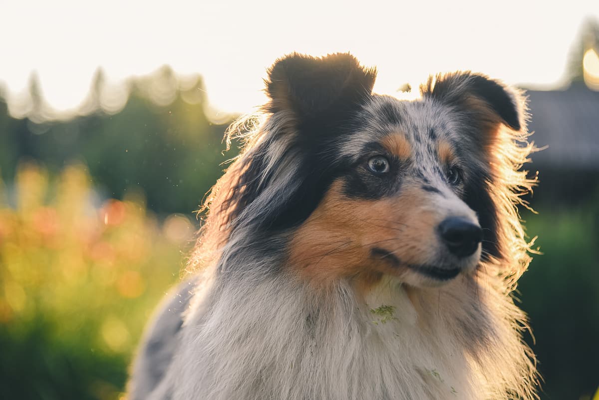 Sheltie playing