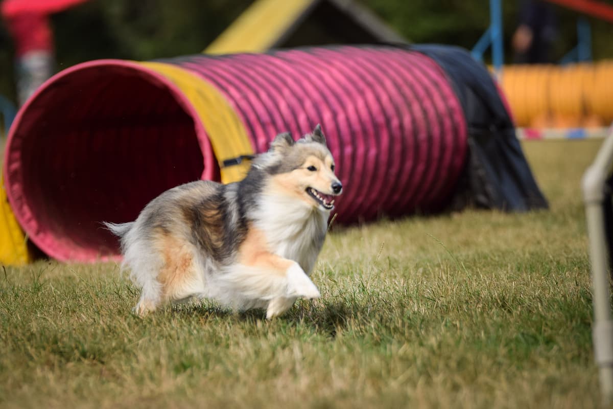 Sheltie