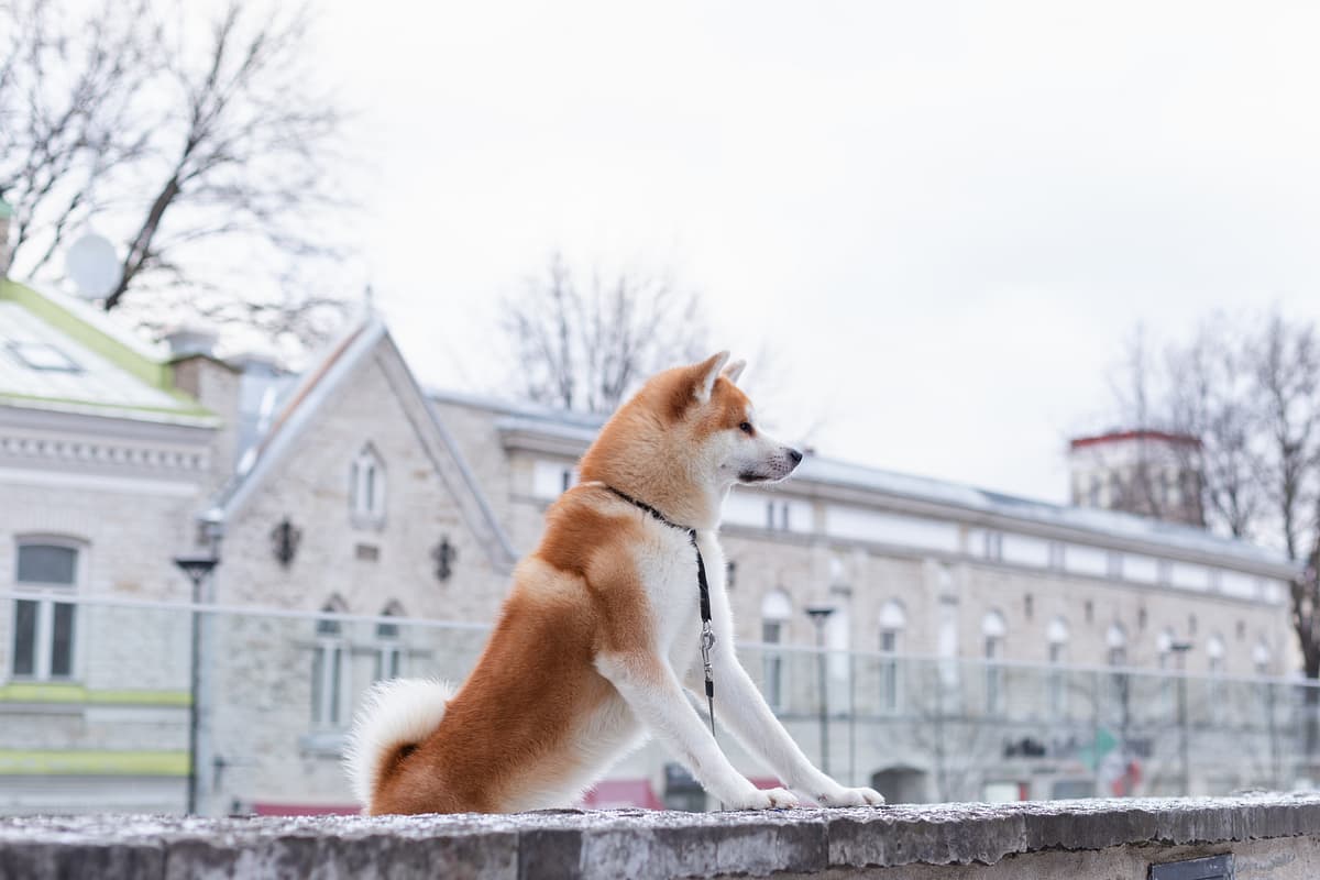 Shiba inu playing
