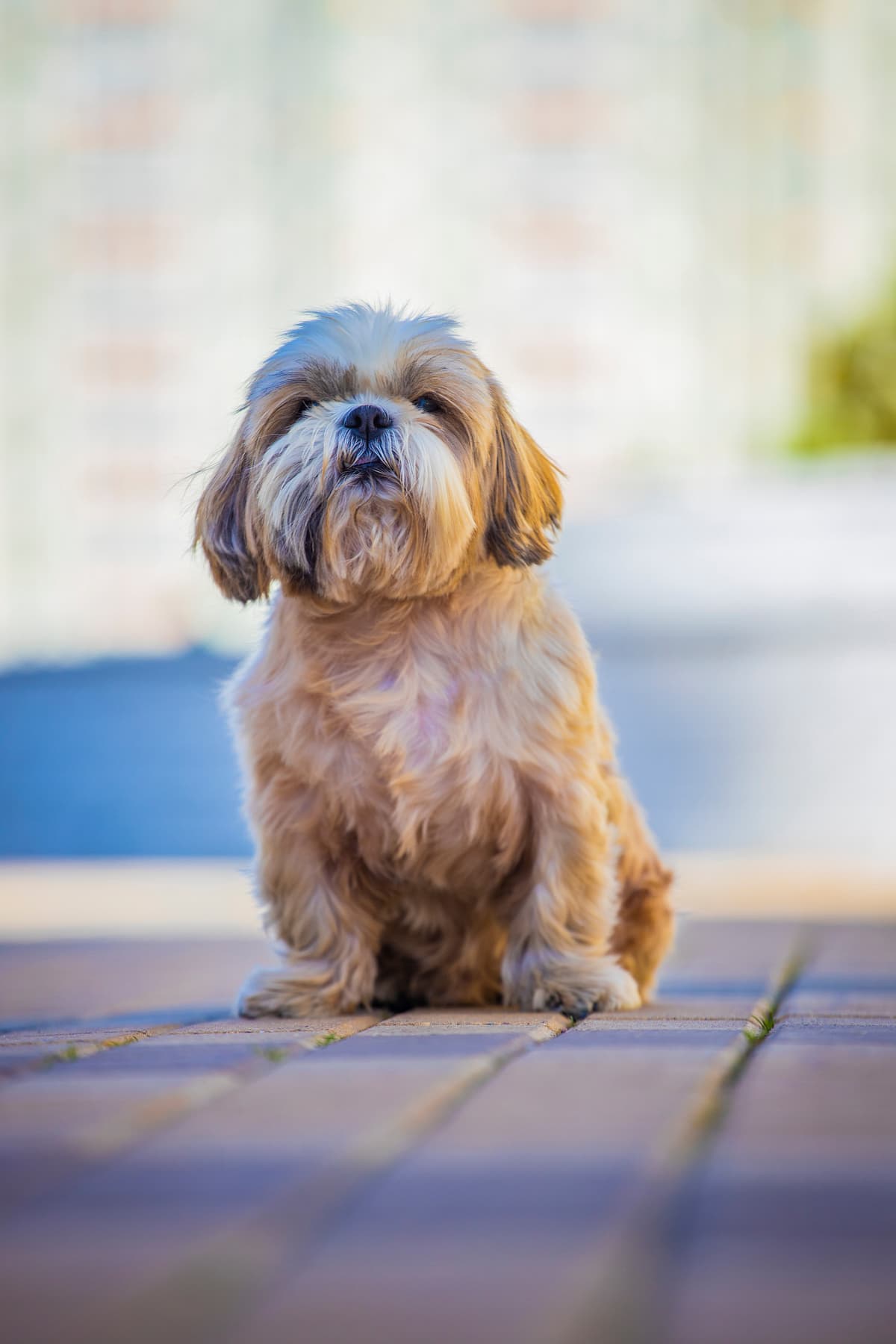 Shih tzu playing