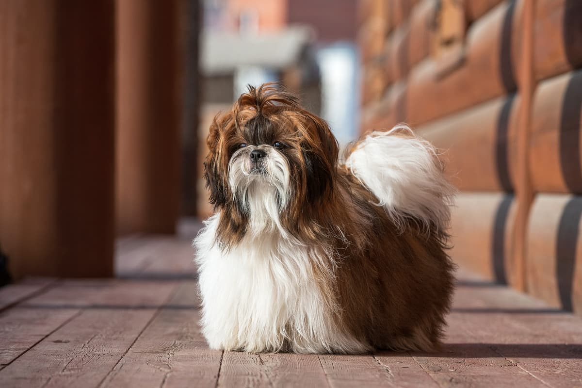 Shih tzu with family