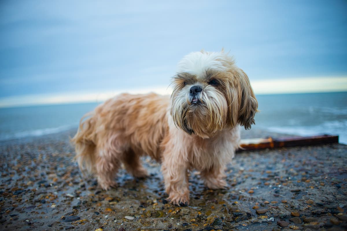Shih tzu
