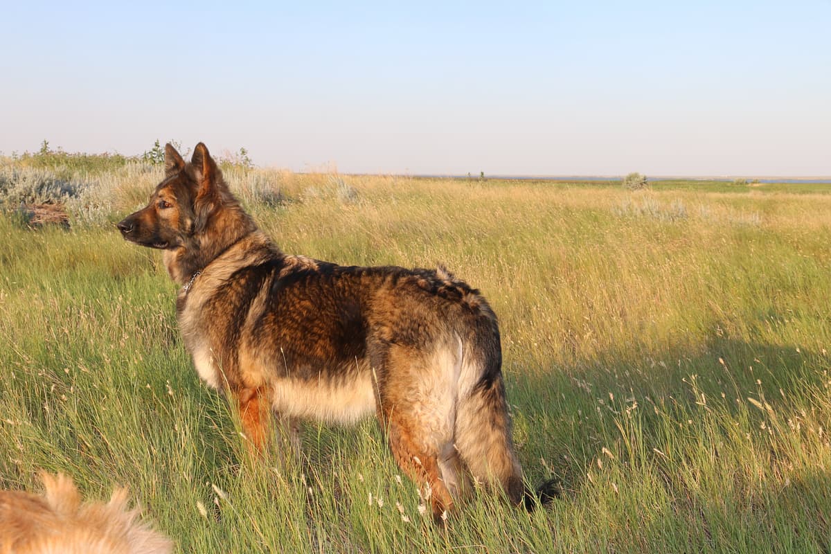 Shiloh Shepherd playing