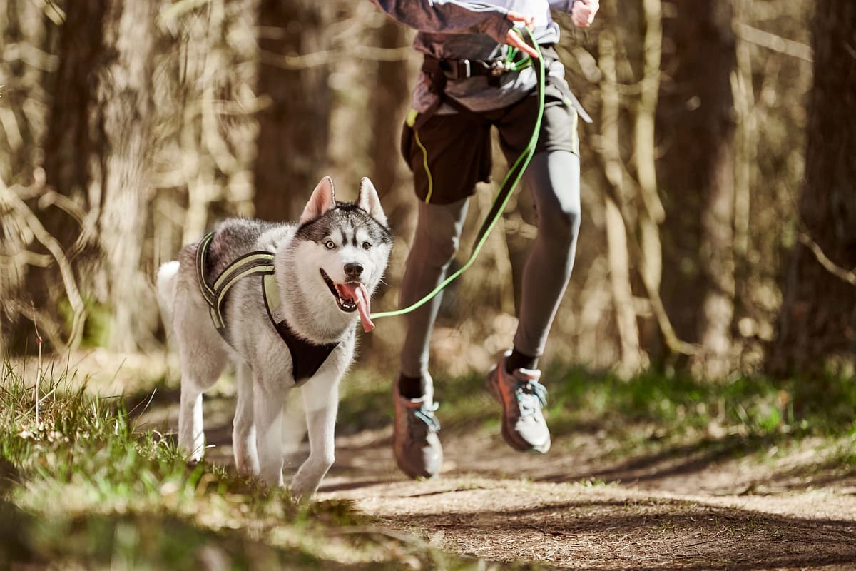 Siberische Husky