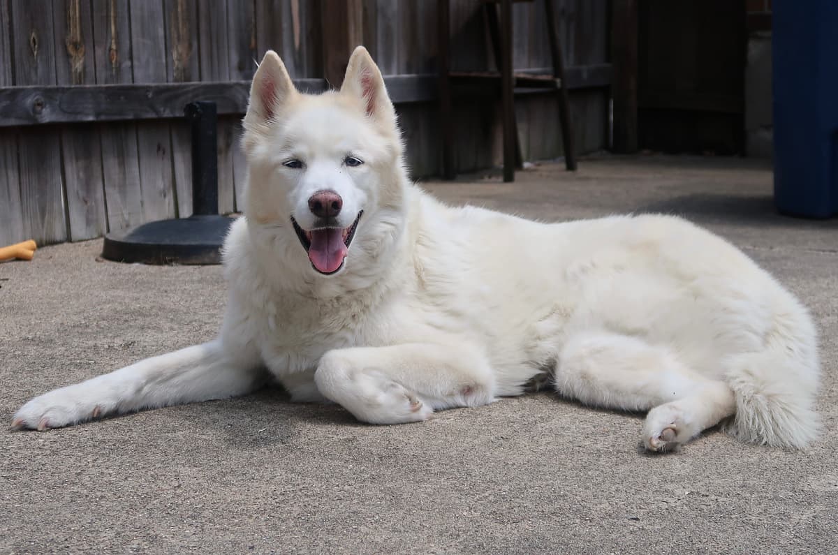 Siberische Husky