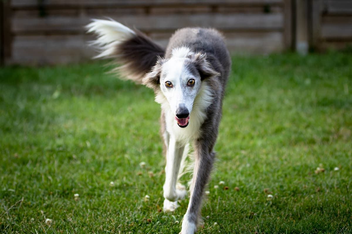 Silky Windhound