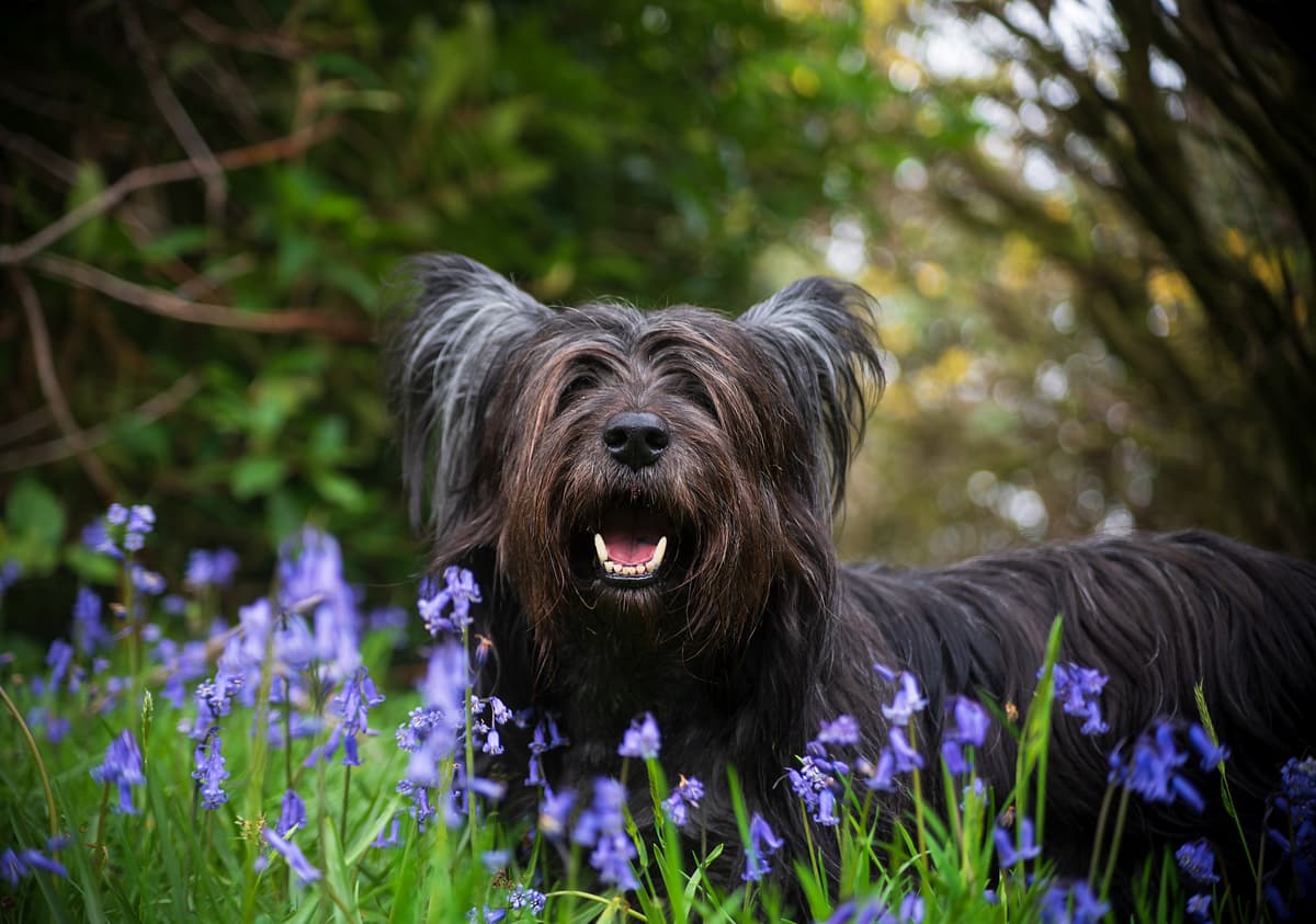 Skye Terrier