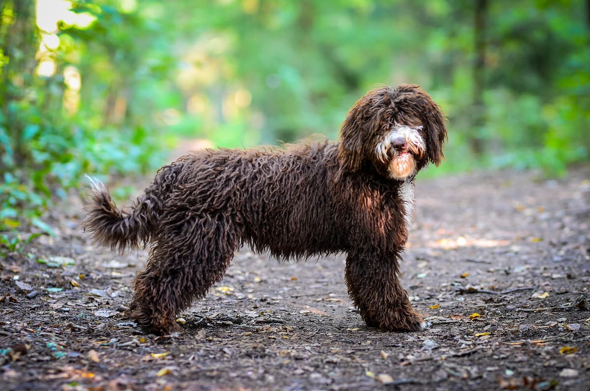 Spaanse Waterhond