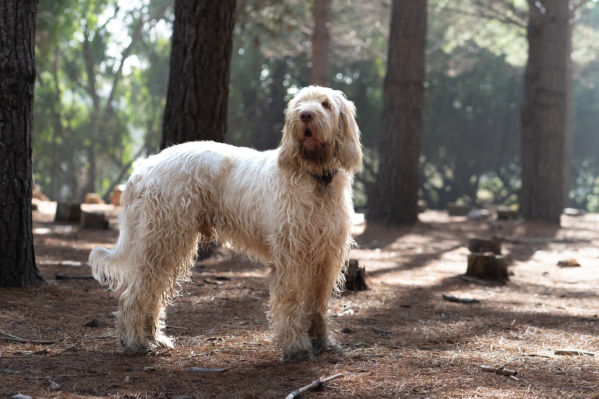 Spinone Italiano