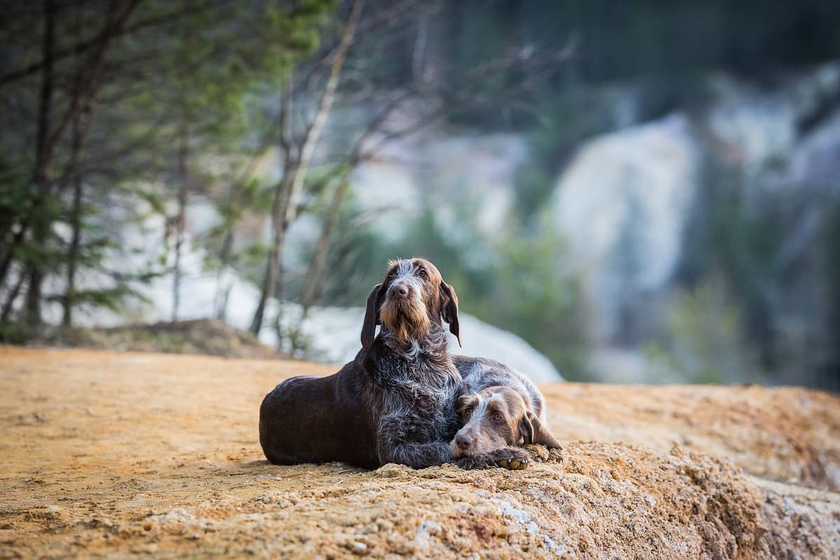 Spinone Italiano
