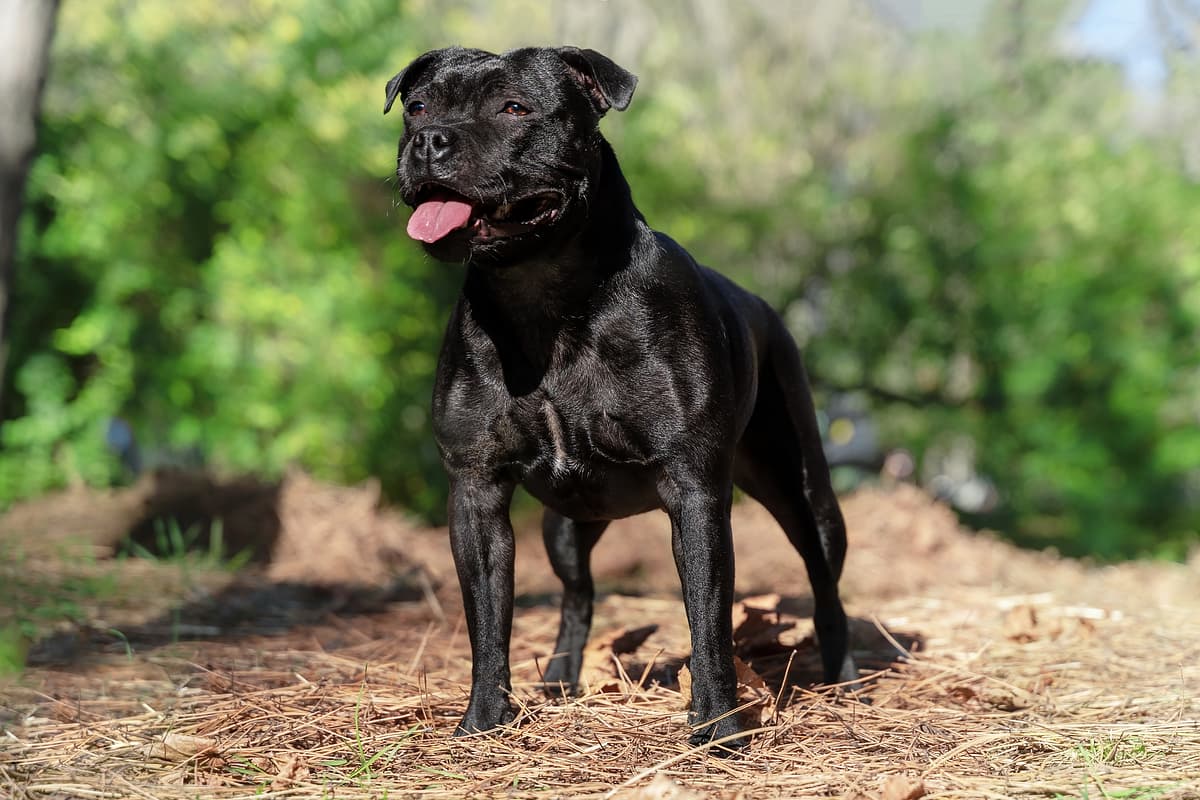 Staffordshire Bull Terrier playing