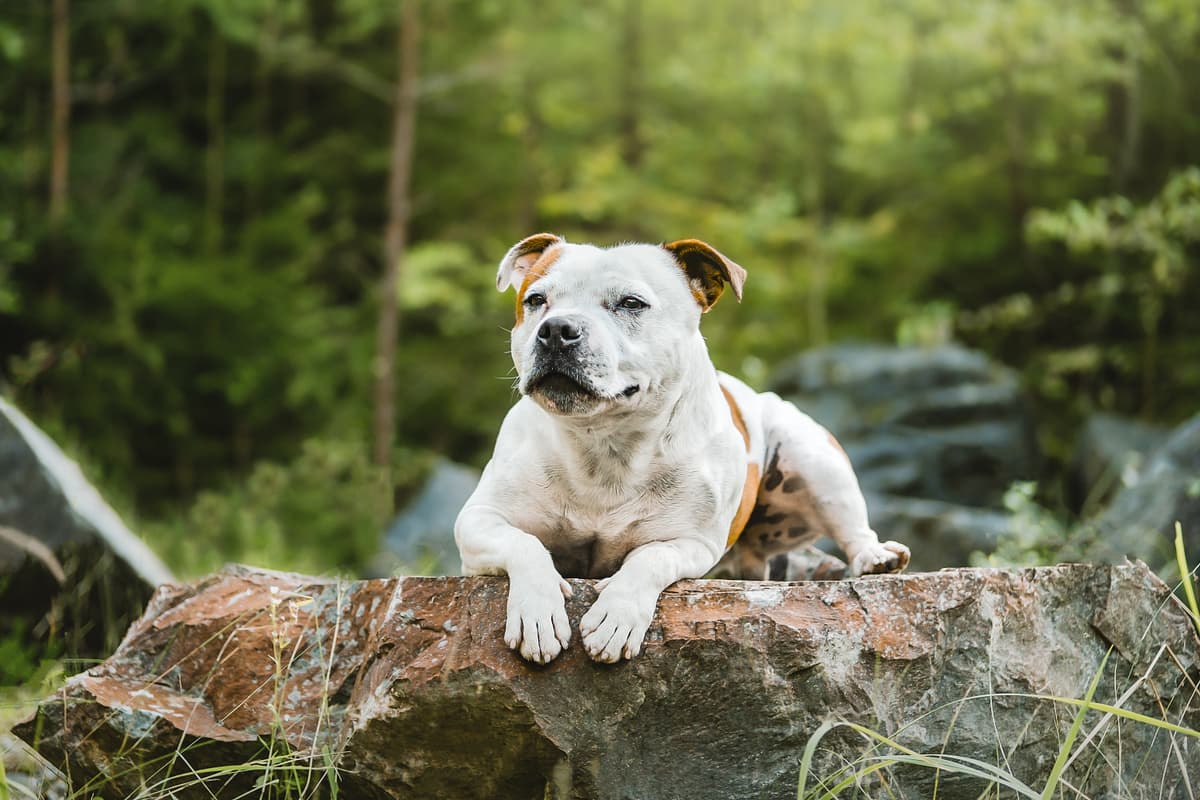 Staffordshire Bull Terrier with family