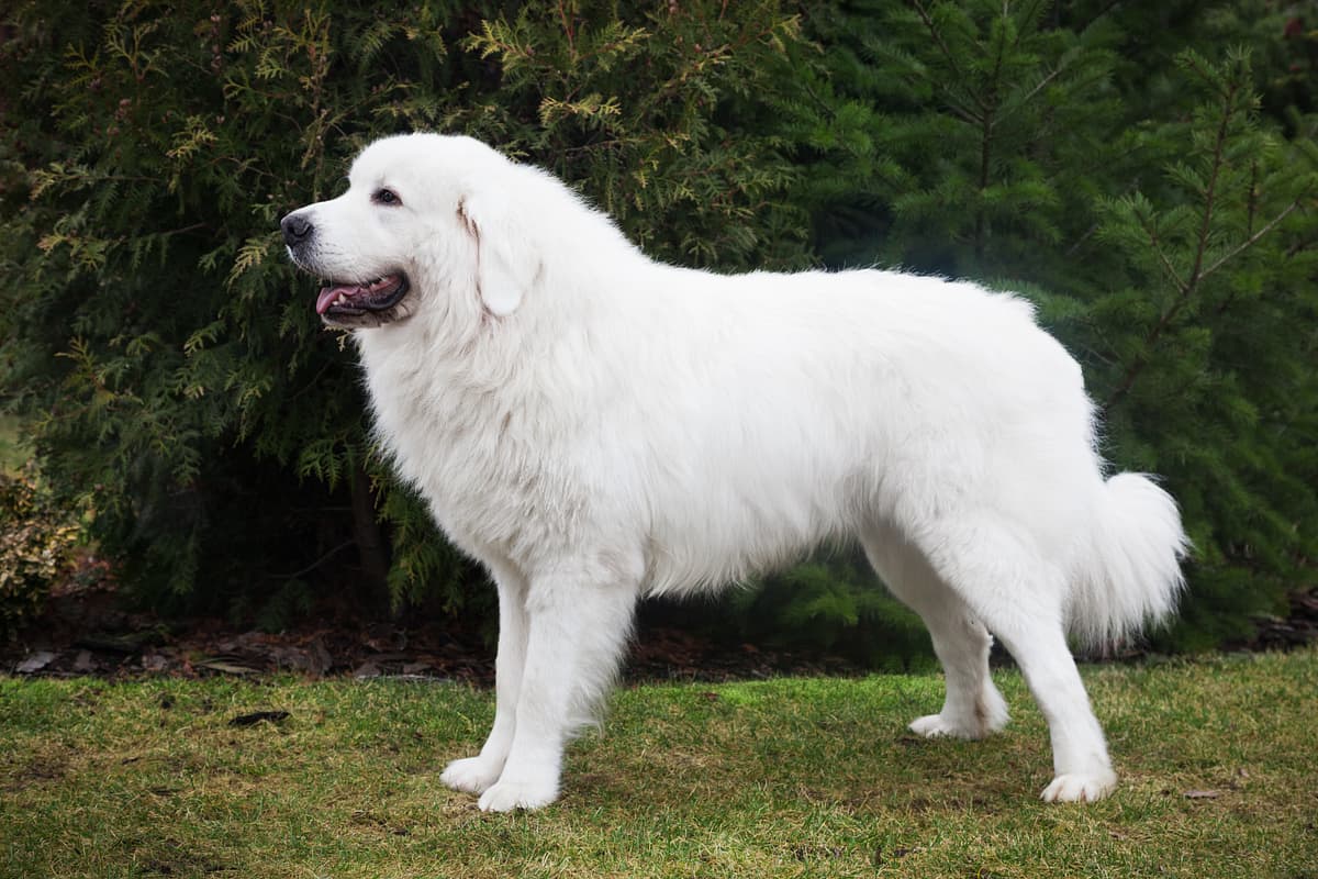 Tatra playing