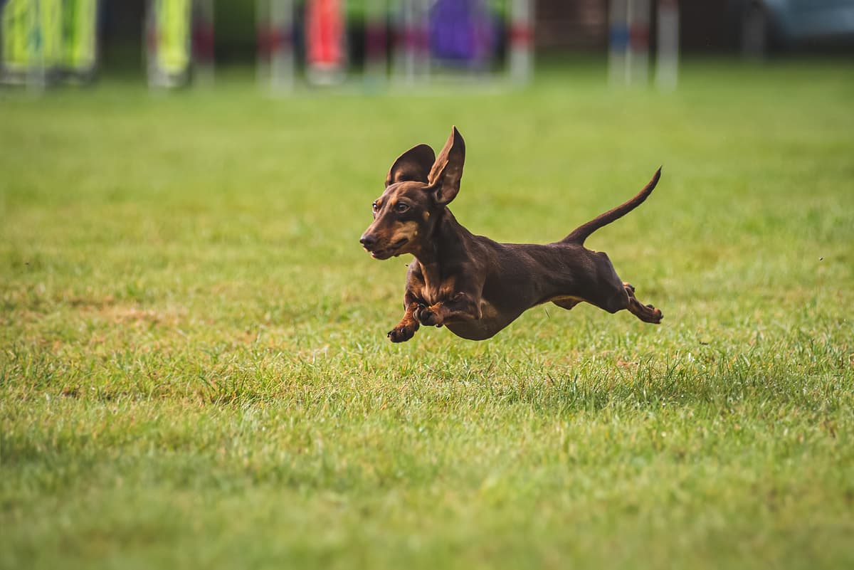 Teckel playing