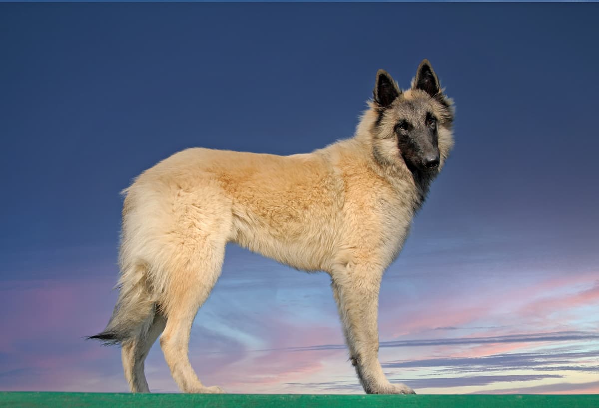 Tervuren playing