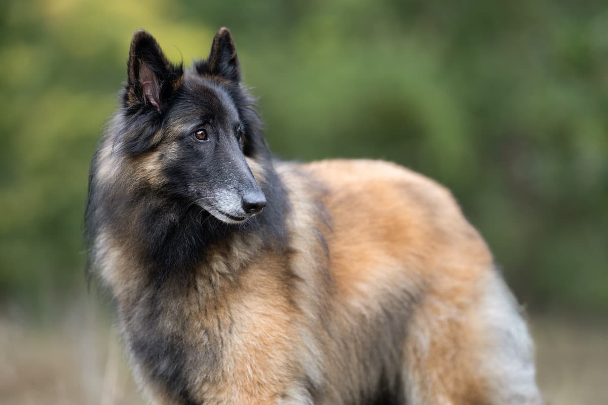 Tervuren with family
