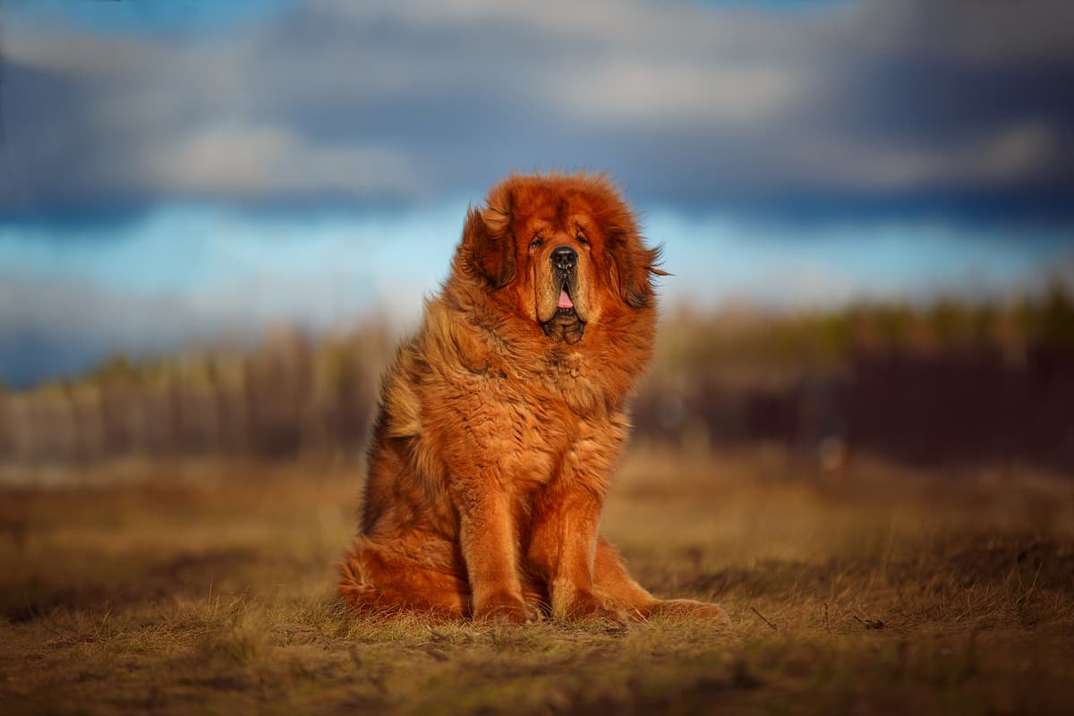 Tibetaanse Mastiff