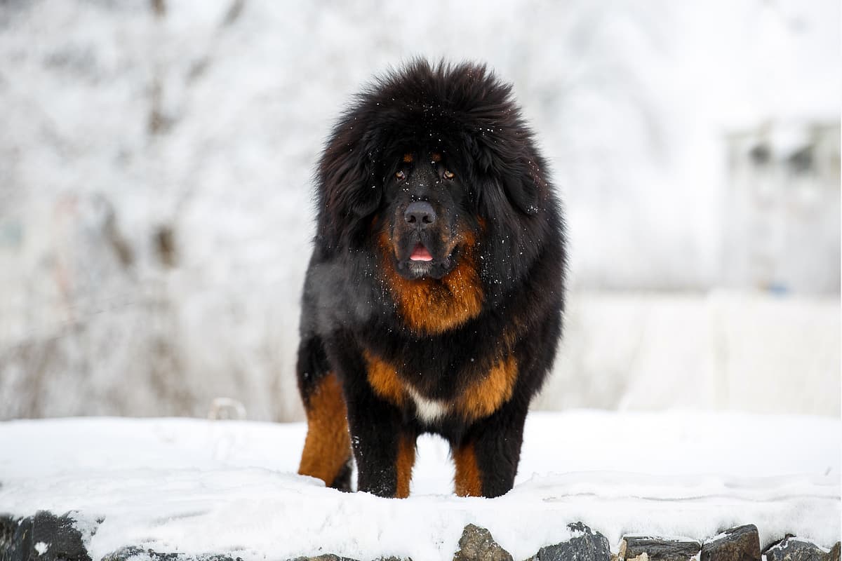 Tibetaanse Mastiff playing