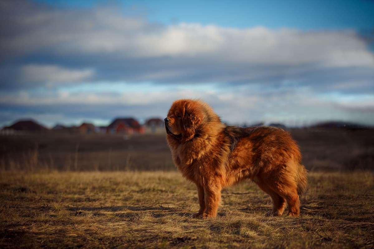 Tibetaanse Mastiff with family