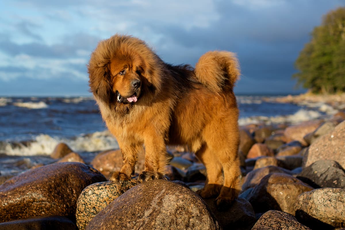 Tibetaanse Mastiff