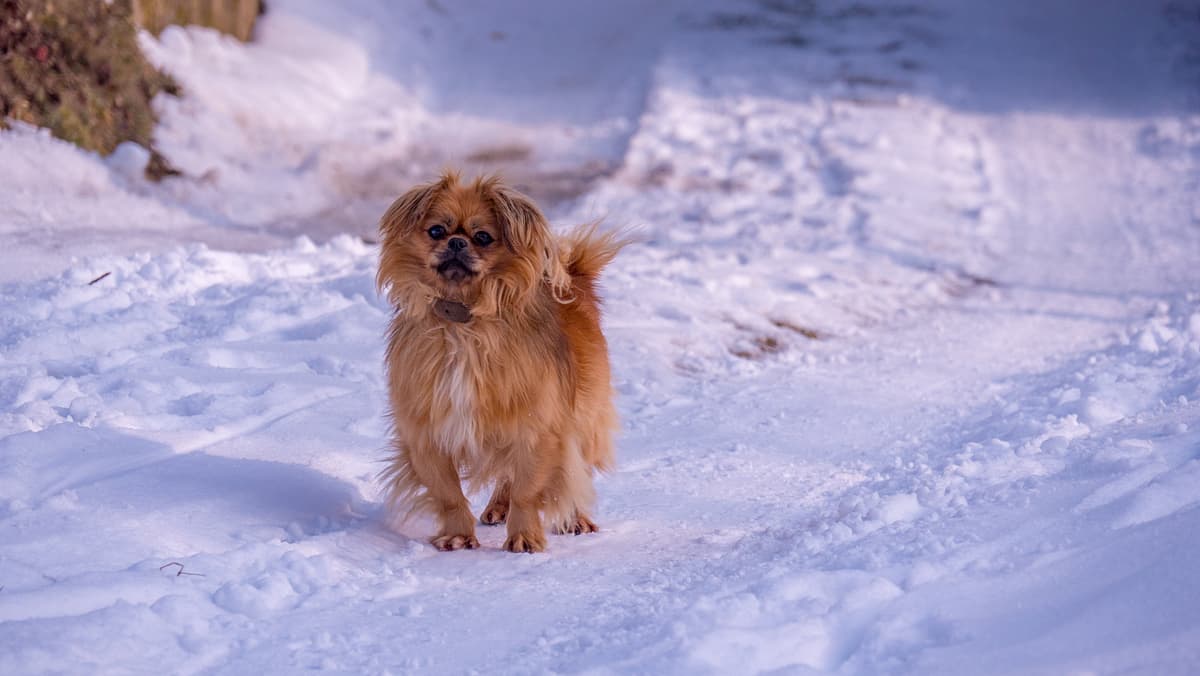Tibetan Spaniel