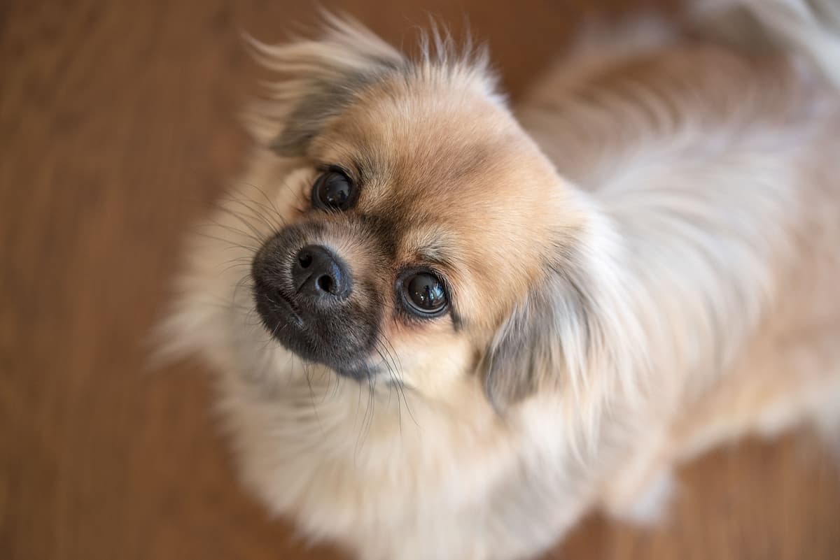 Tibetan Spaniel playing