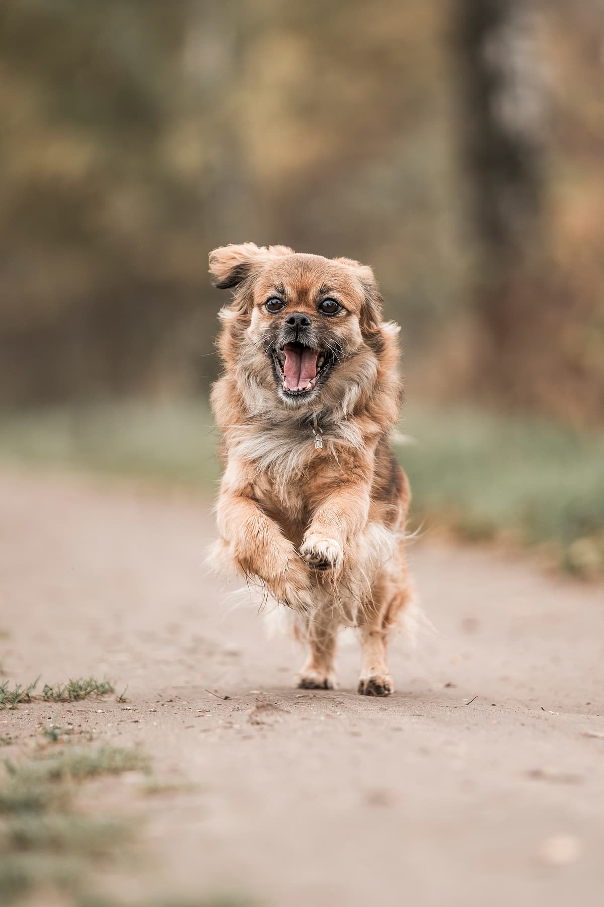 Tibetan Spaniel with family