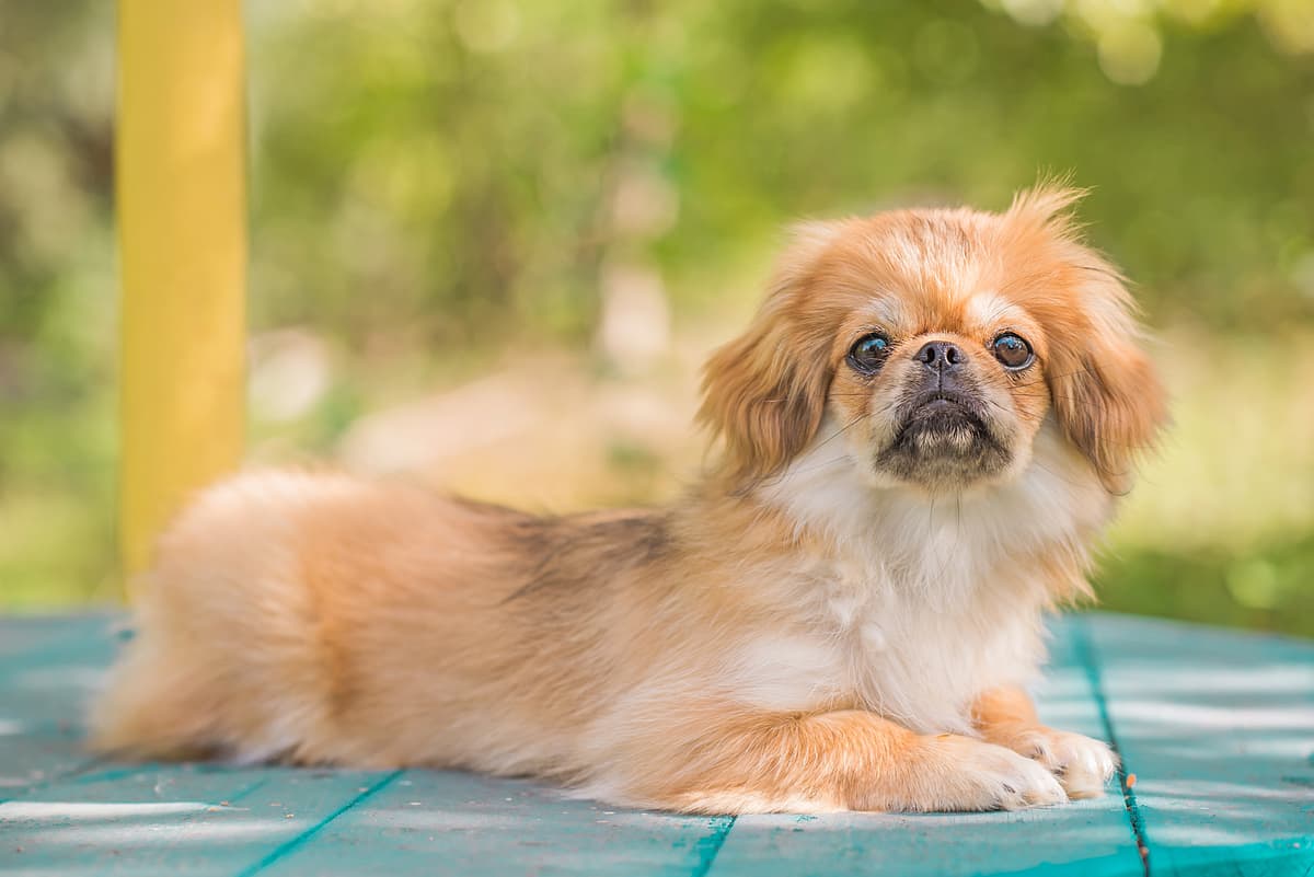 Tibetan Spaniel