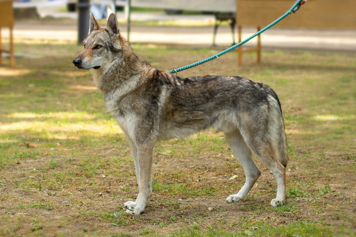 Tjechoslowaakse Wolfshond with family