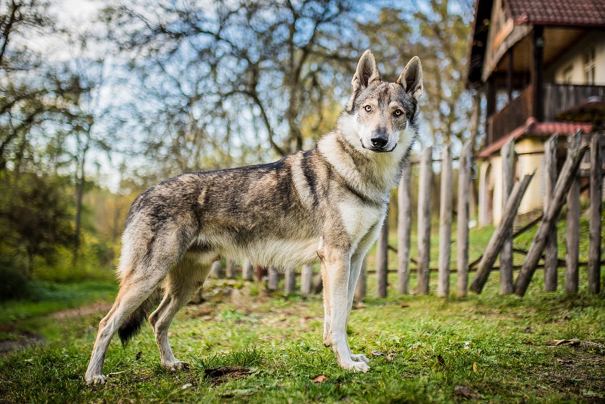 Tjechoslowaakse Wolfshond