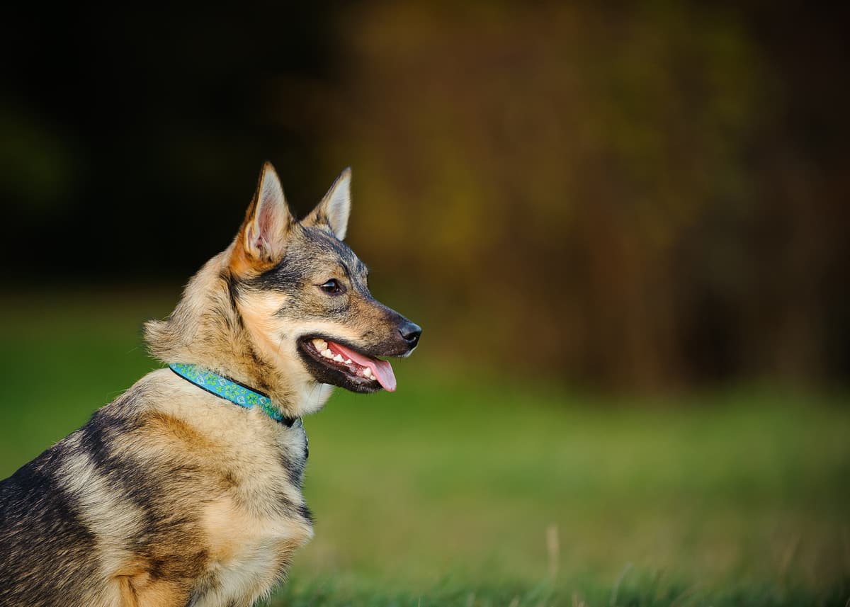 Vastgotaspets (Vallhund) with family